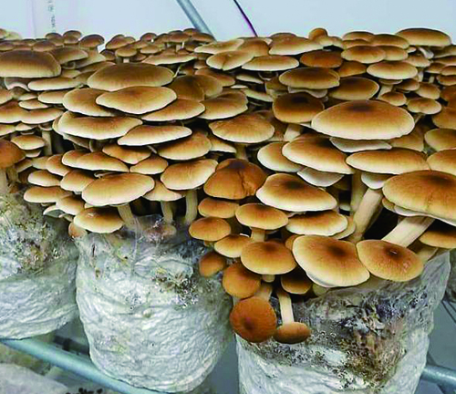 वाढलेल्या पिशव्यामध्ये मशरूम वाढवण्याचे फायदे.